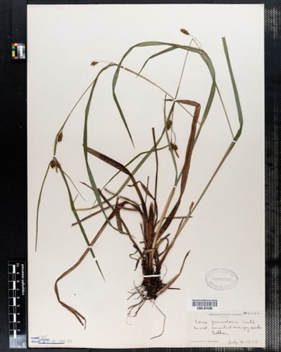 Carex granularis