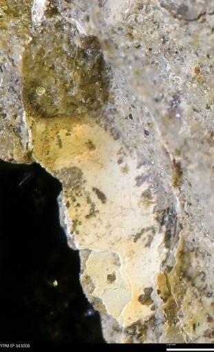 undet. Ammonoidea