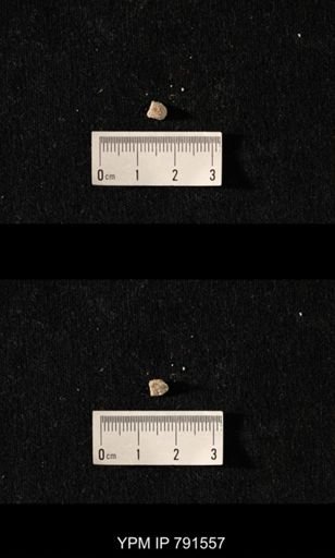 undet. Bryozoa; fragments of