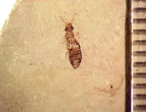 undet. Staphylinidae