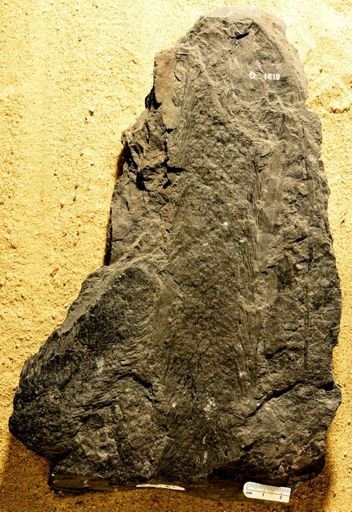 Lepidostrobus variabilis