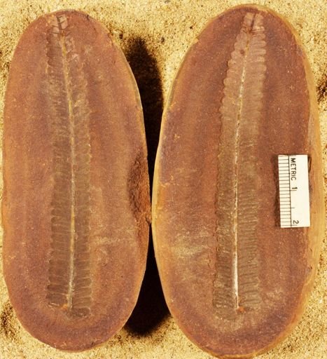Pecopteris