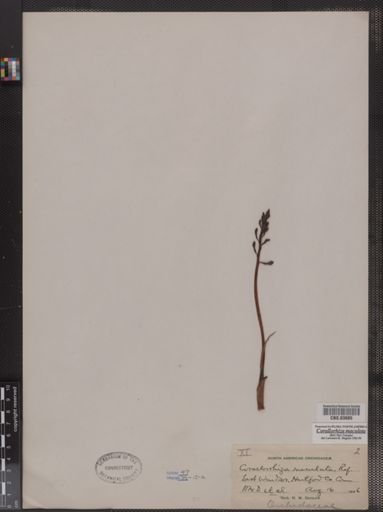 Corallorhiza maculata