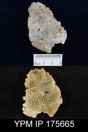 Leptodus sp.