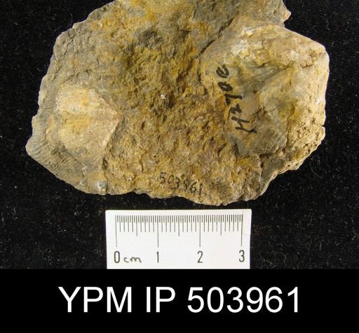Eochoristites neipentaiensis