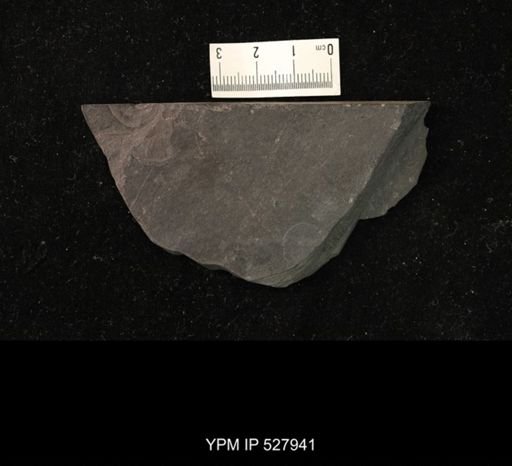 undet. Hexapoda