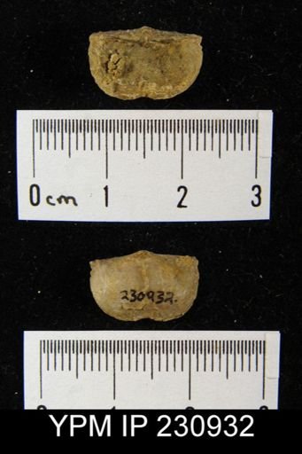 Chonetes granulifer armatus