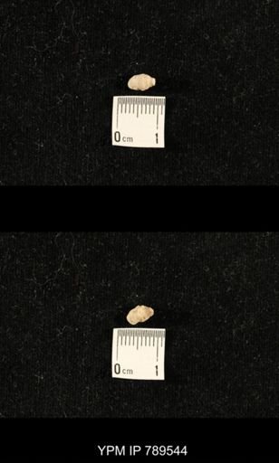 undet. Bryozoa
