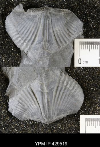 Spinocyrtia granulosa