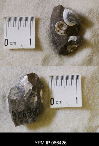 undet. Scaphitidae