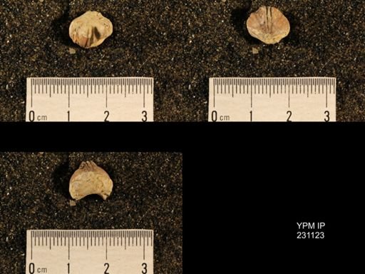 Wellerella osagensis