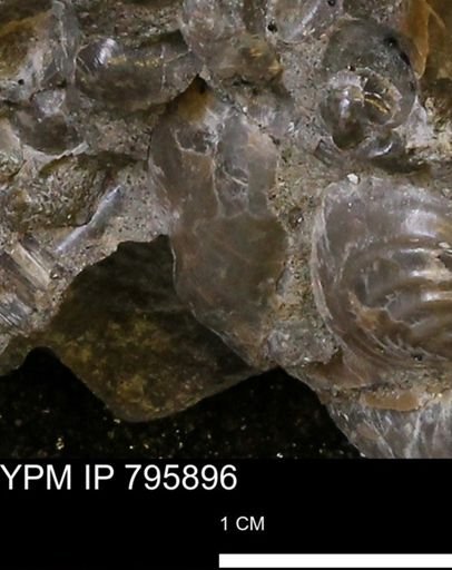 undet. Inoceramidae