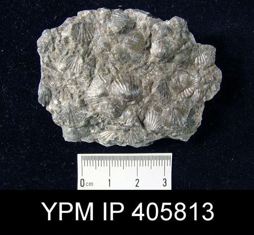 Anoplotheca hemispherica