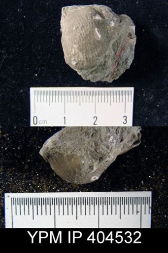 Productus cora