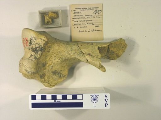 Teleoceras fossiger