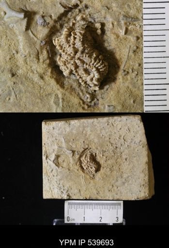 Cholaster whitei