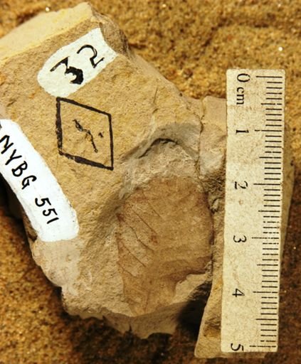 Quercus hannibali