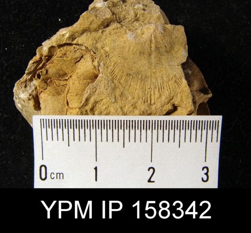 Orthotetes woolworthanus