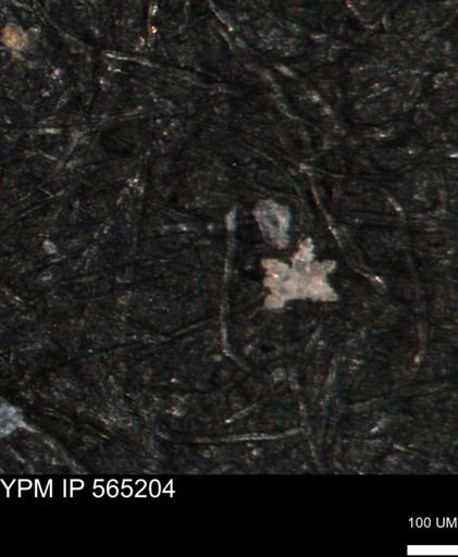 Porifera
