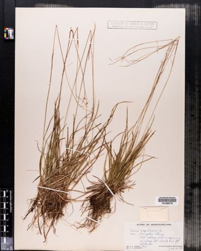 Carex capillaris