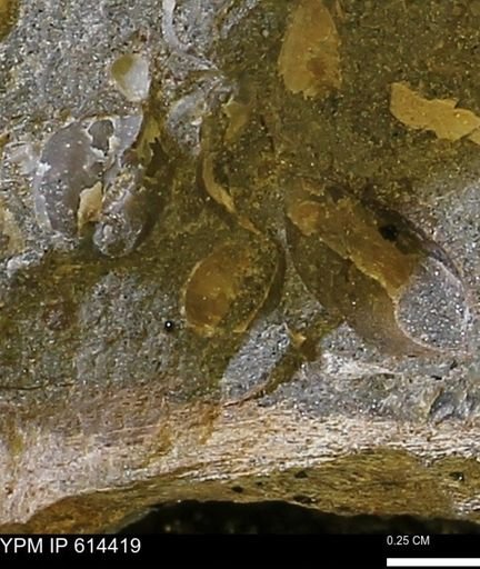 Bivalvia