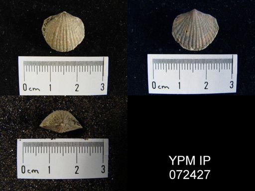 Atrypa tennesseensis