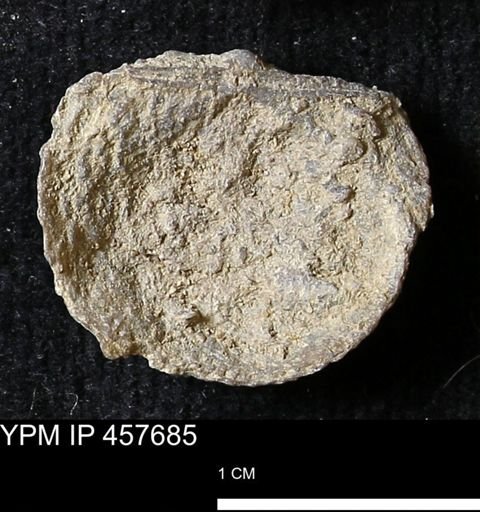 Helaspis sp.