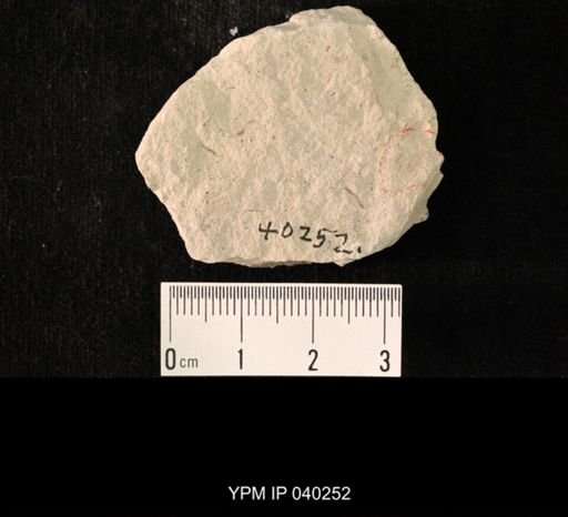 undet. Hexapoda