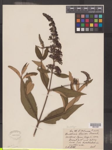 Buddleja davidii
