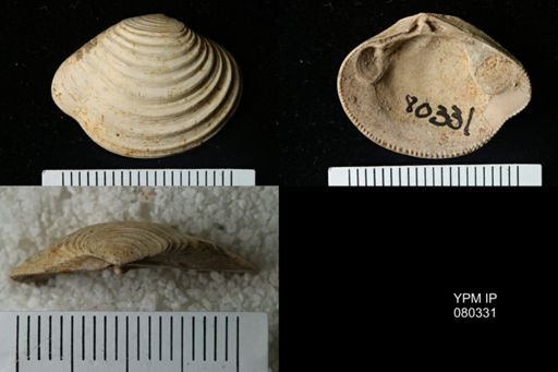 Lirodiscus tellinoides