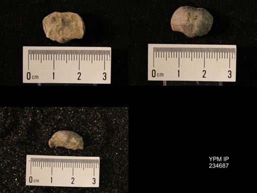 Marginifera splendens