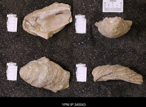 Ostrea glabra wyomingensis
