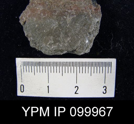 Schuchertella pecten
