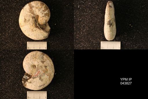 Hoploscaphites nicolletii