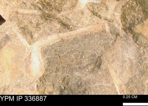 undet. Mollusca