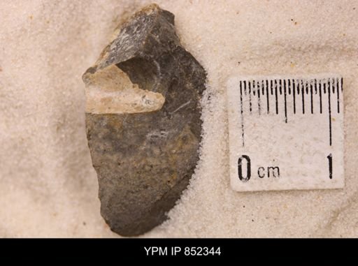 Baculites sp.