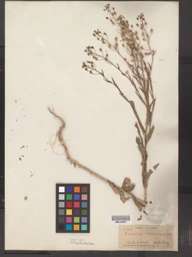 Camelina microcarpa