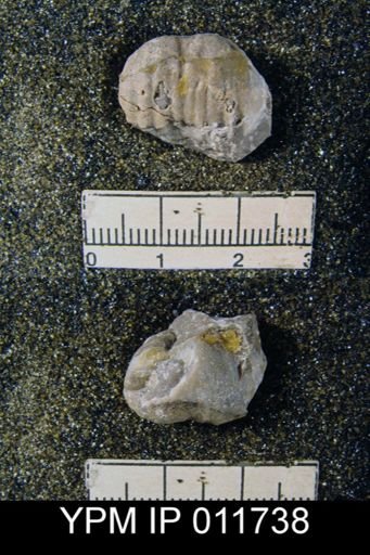 Marginifera wordensis