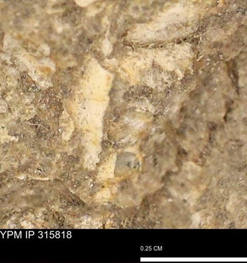 undet. Mollusca