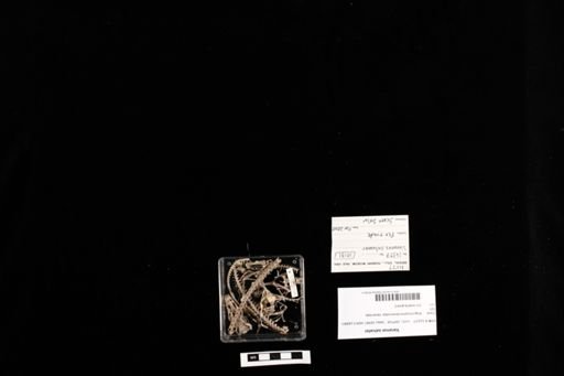 Varanus salvator
