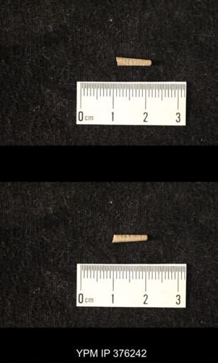 Pseudorthoceras knoxense