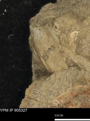 undet. Mollusca