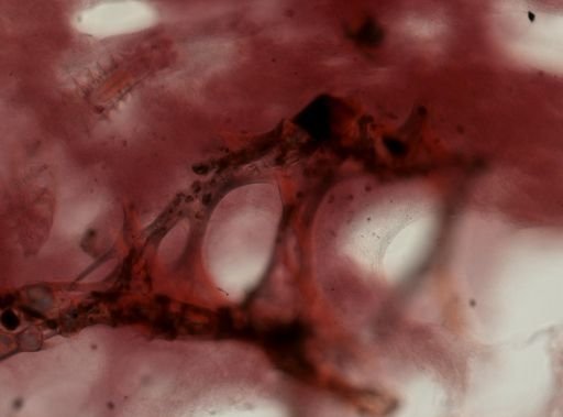 Ircinia campana