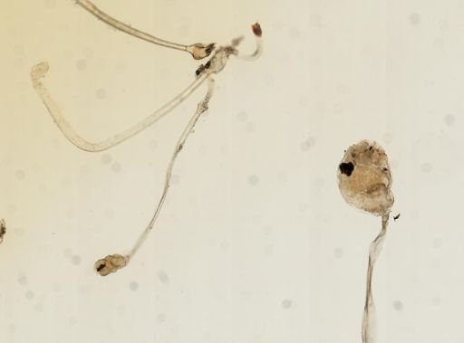 Barentsia laxa