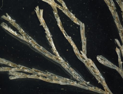Bugulina stolonifera
