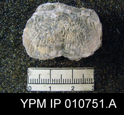 Productus schucherti