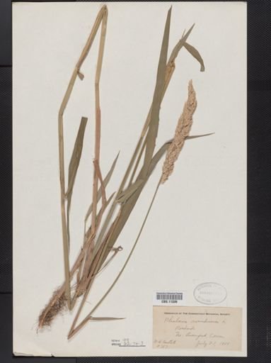 Phalaris arundinacea