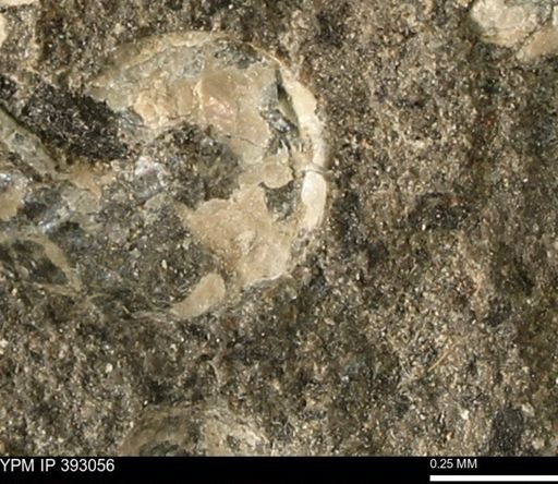 Scaphites sp.