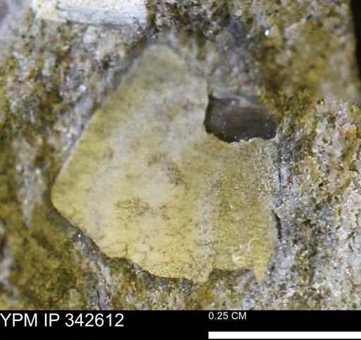 undet. Mollusca