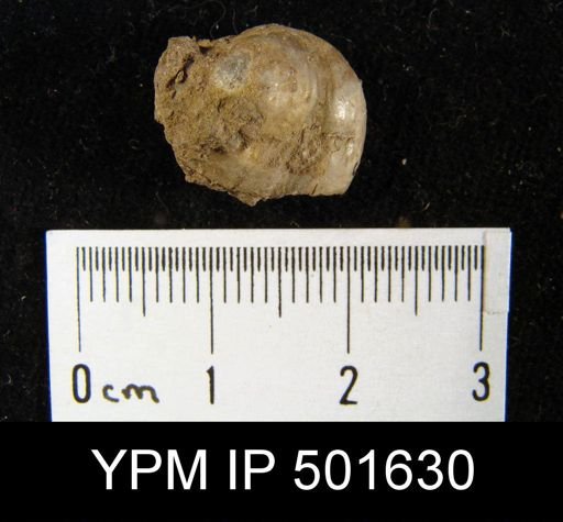 Marginifera cf. haydenensis